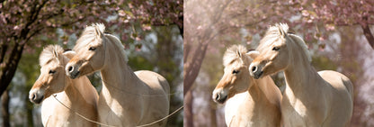 Paarden met photoshop in hele andere prachtige sfeer